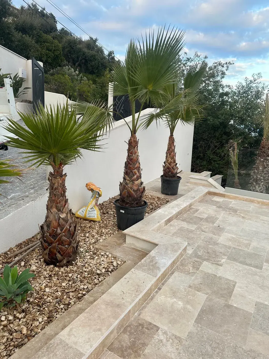 Alignement de palmiers planté le long du cheminement en travertin