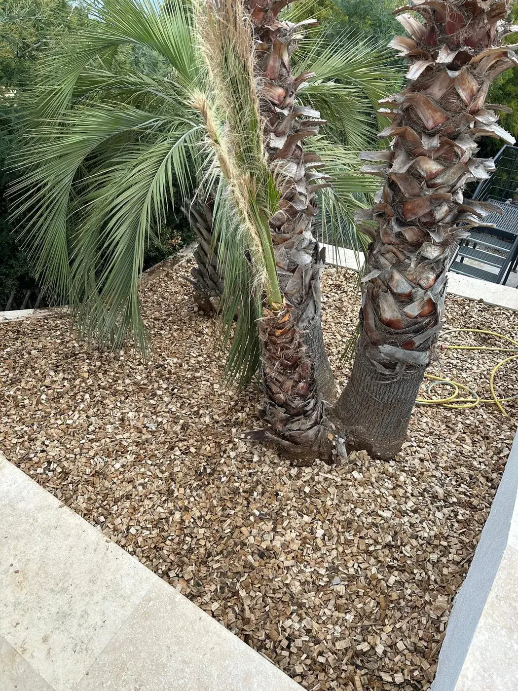 Massif de galets et palmiers bordé par la terrasse en pierre